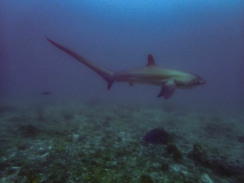 thresher shark at Kimud shoal