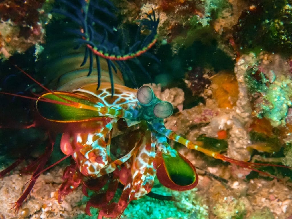 Lapus Lapus