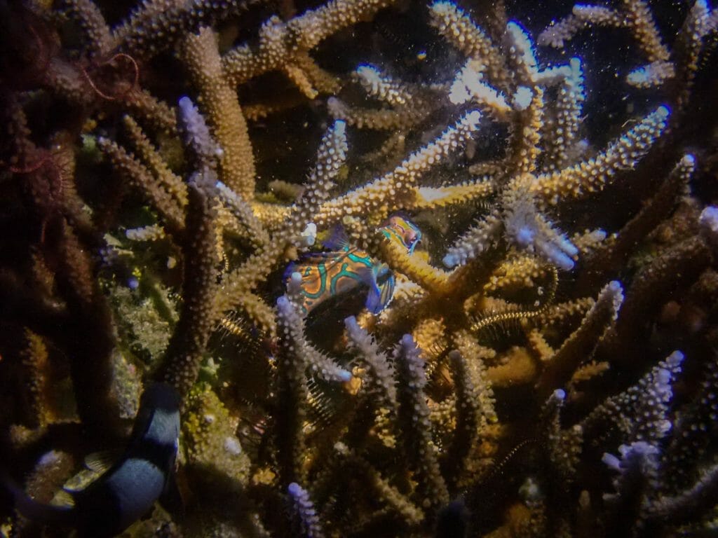 mandarin fish in staghorn coral