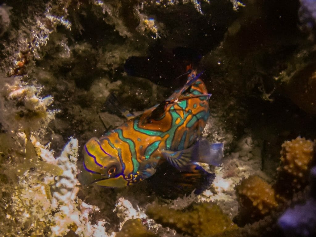 mandarin fish in staghorn coral