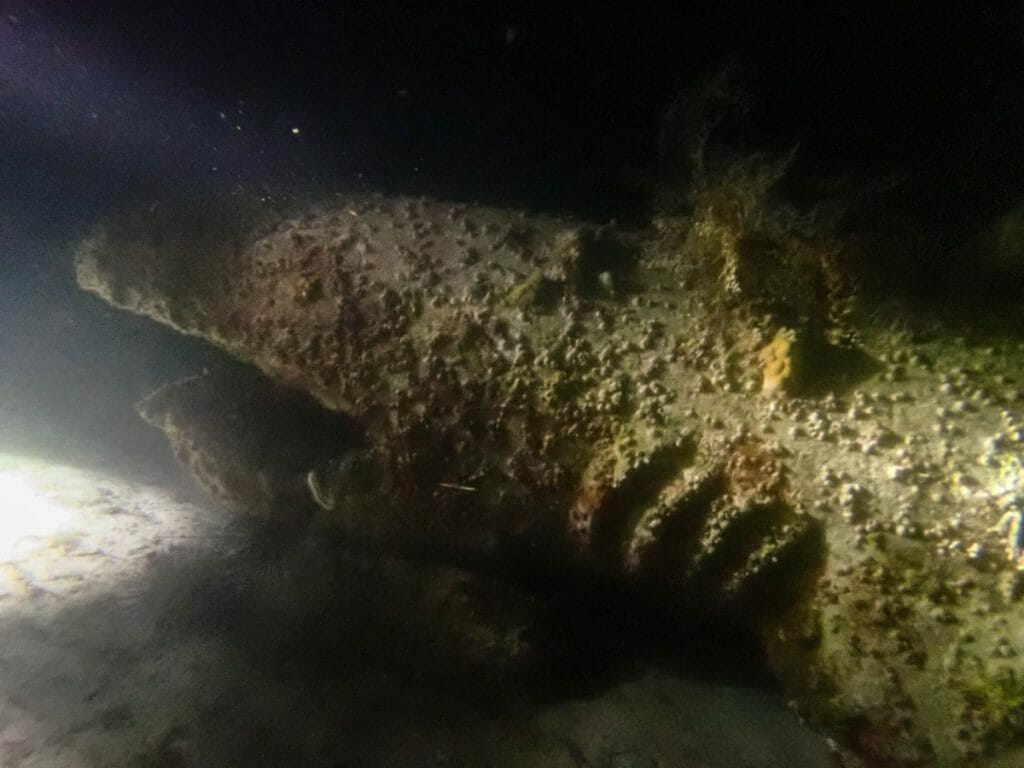 stone thresher shark underwater