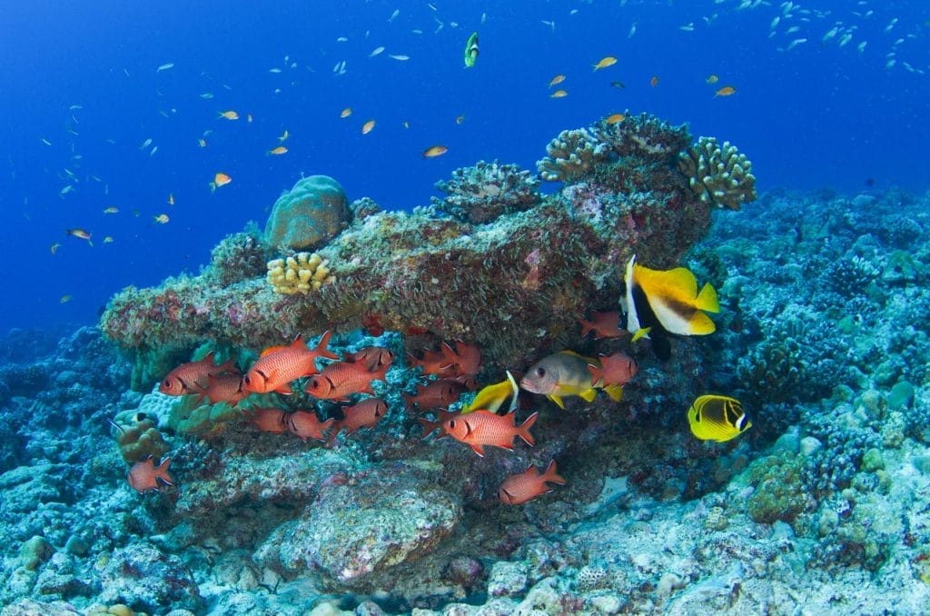 corals and reef fish in the seychelles