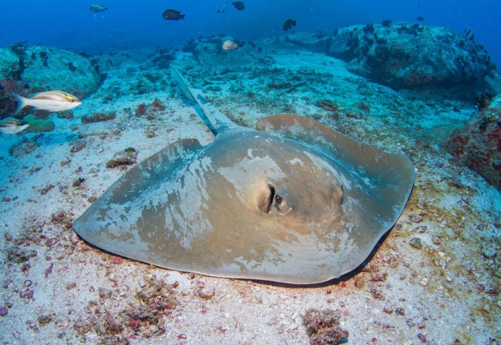 stingray while diving in the seychelles