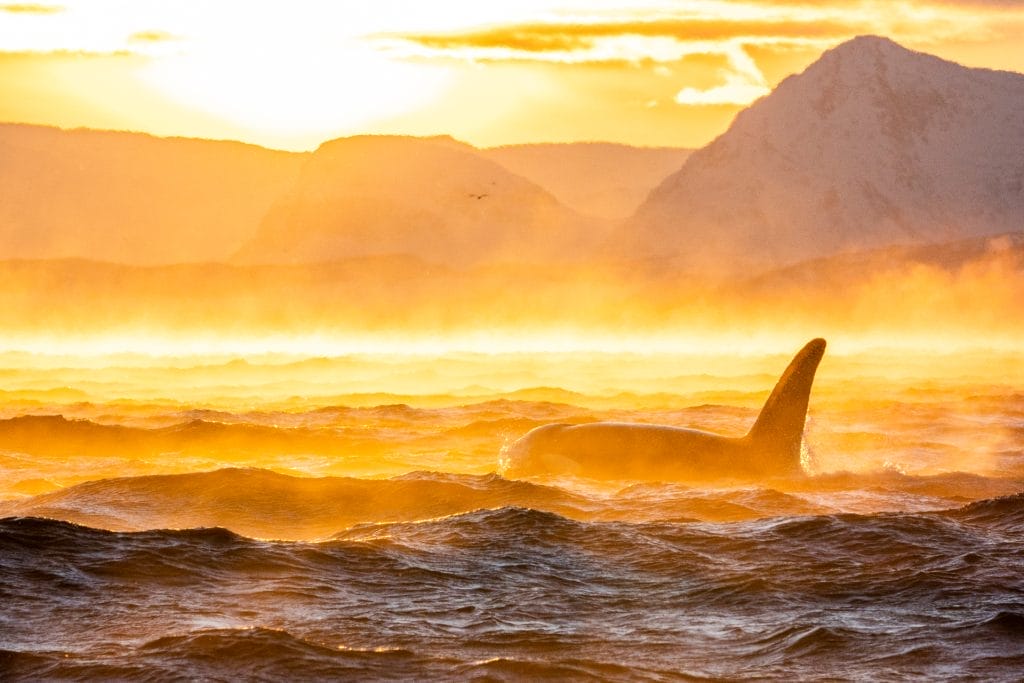 Orca in Skjervøy_Ismaele Tortella - Visit Norway