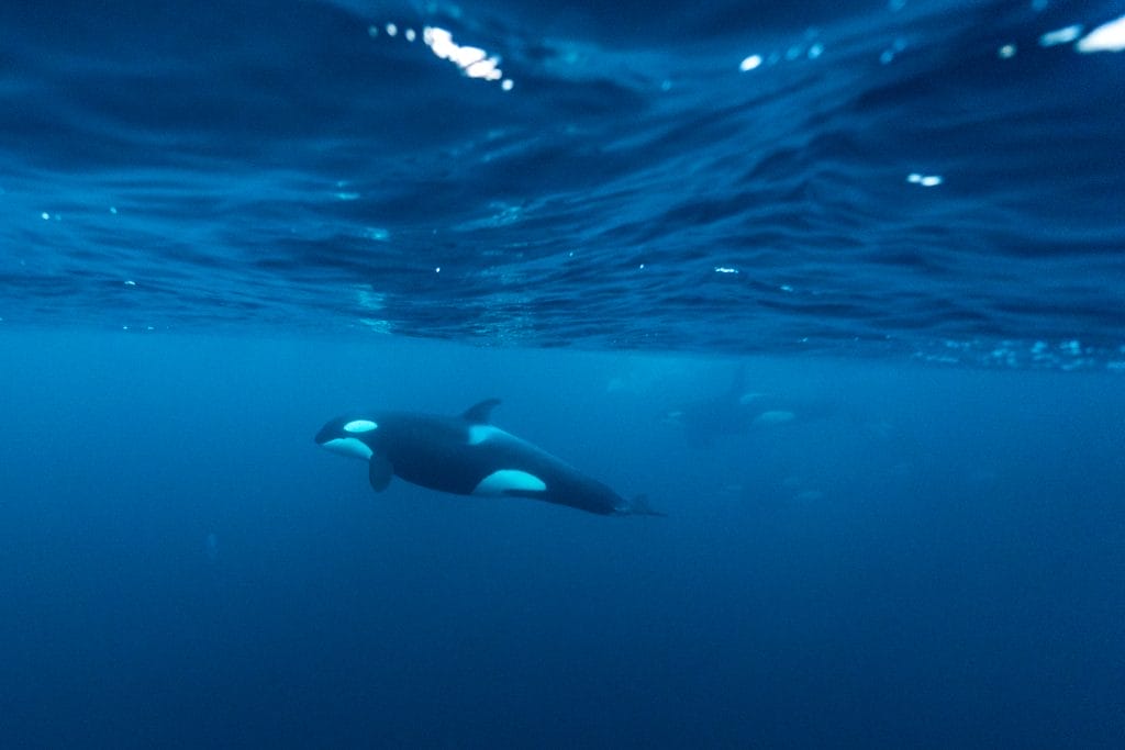 Orca under the water Skjervøy_Ismaele Tortella - Visit Norway