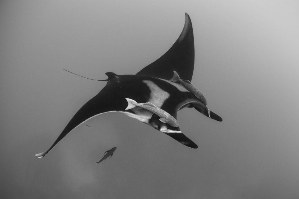 manta ray in socorro