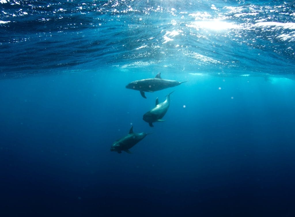 dolphins in socorro